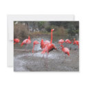 flamingo dance invitations by joacreations flamingo dance invitations