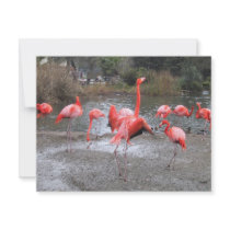 flamingo dance invitations by joacreations flamingo dance invitations