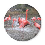 flamingo dance flamingo dance