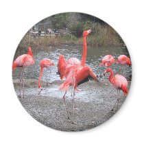 flamingo dance magnets by joacreations flamingo dance magnets