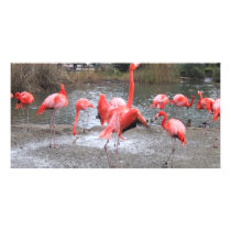 flamingo dance photo cards by joacreations flamingo dance photo cards