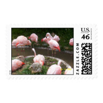 Flamingo Dance postage
