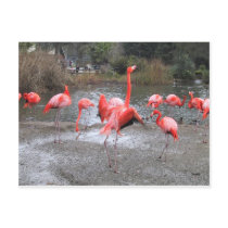 flamingo dance postcards