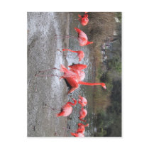 flamingo dance postcards