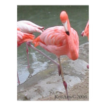 flamingo dance posters