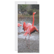 flamingo dance rack cards by joacreations flamingo dance rack cards