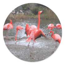 flamingo dance stickers