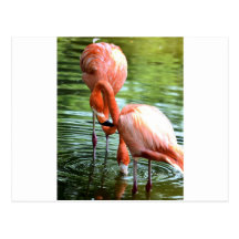 Flamingo Duo Postcards
