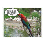 Flamingo Envy Post Cards