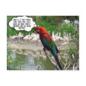 Flamingo Envy postcards by postcardsfromtheedge Flamingo Envy postcards
