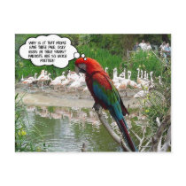 Flamingo Envy postcards