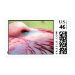 Flamingo Feathers Postage Stamp