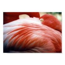 Flamingo Feathers Print by jesseesuem Flamingo Feathers Print