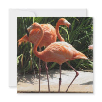 Flamingo Flock Invitation
