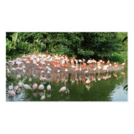 flamingo flock nature business card business cards