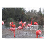 Flamingo fun canvas print Flamingo fun canvas print