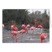 Flamingo fun cards by joacreations Flamingo fun cards
