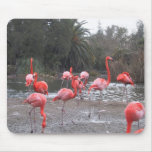 Flamingo fun Flamingo fun