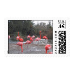 Flamingo fun