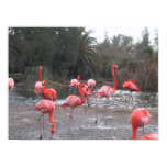 Flamingo fun Flamingo fun