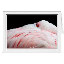 Flamingo cards