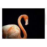 Flamingo Greeting Cards