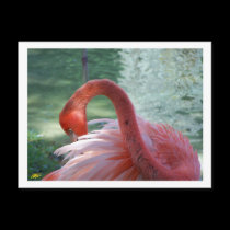 Flamingo II postcards