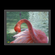 Flamingo II postcards