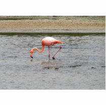 Flamingo, Isla Seymour, Galapagos photo sculptures by lshickzazzle Flamingo, Isla Seymour, Galapagos photo sculptures