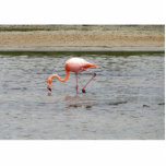 Flamingo, Isla Seymour, Galapagos photo sculptures