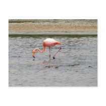 Flamingo, Isla Seymour, Galapagos postcards by lshickzazzle Flamingo, Isla Seymour, Galapagos postcards