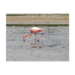 Flamingo, Isla Seymour, Galapagos postcards