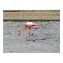 Flamingo, Isla Seymour, Galapagos Postcard