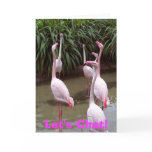 Flamingo Let's Chat Greeting Card