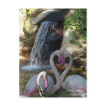 Flamingo Love Postcards