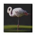 flamingo magnets