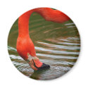 Flamingo magnets by jdmphotography Flamingo magnets