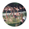 Flamingo Magnet by durhsp1 Flamingo Magnet