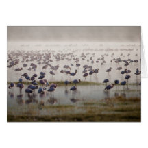 Flamingo Mist Greeting Card