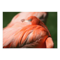 Flamingo Photo