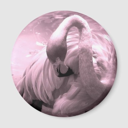 Flamingo photo tinted pink, pink flamingo! magnets