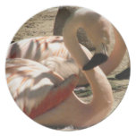 Flamingo Pictures Plate