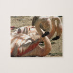 Flamingo Pictures Puzzle