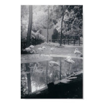 Flamingo pool posters
