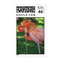 Flamingo postage
