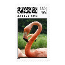 Flamingo postage
