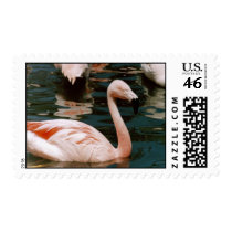 Flamingo postage