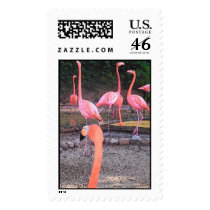 FLAMINGO postage