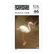 Flamingo postage