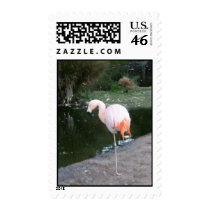 Flamingo Postage stamps